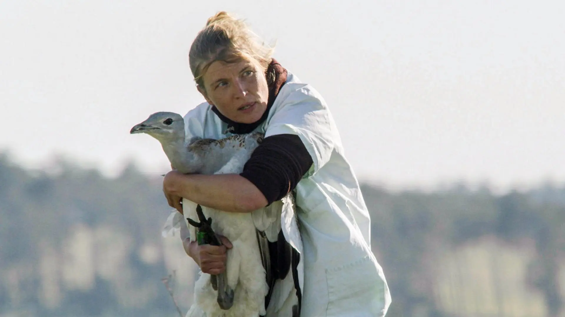 Glorious Bustards backdrop