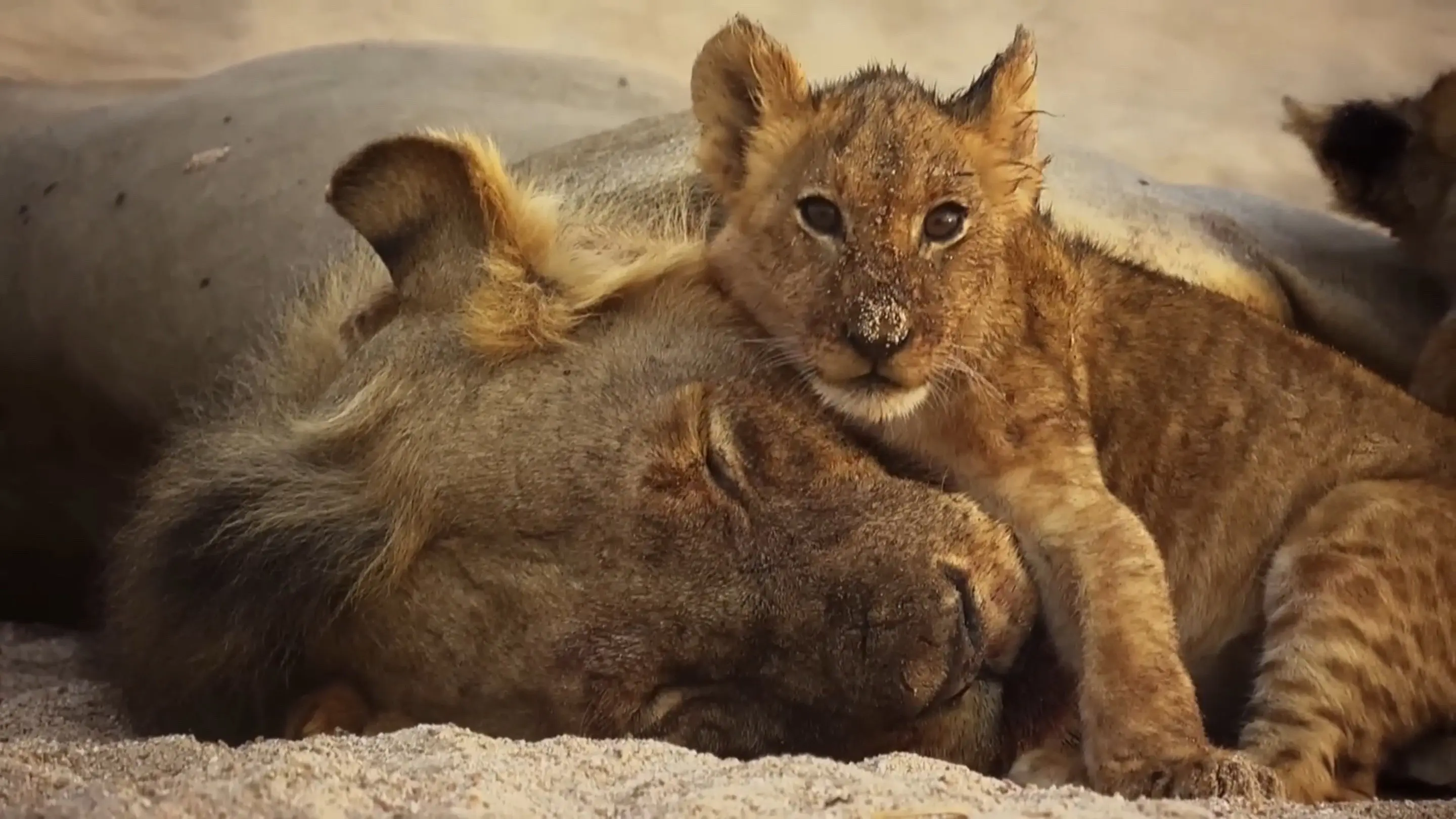 The Lions Rule backdrop