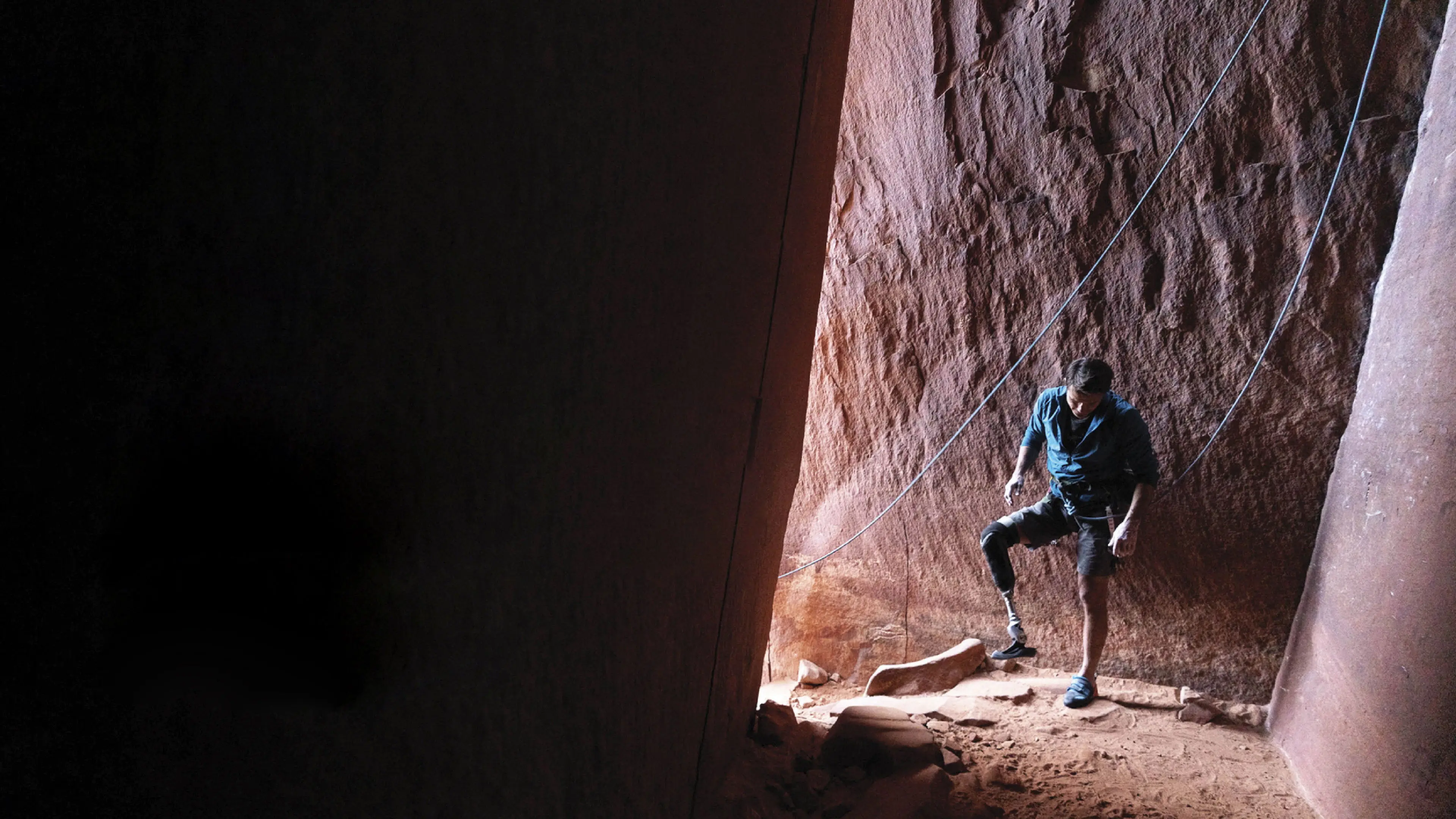 Out on a Limb backdrop