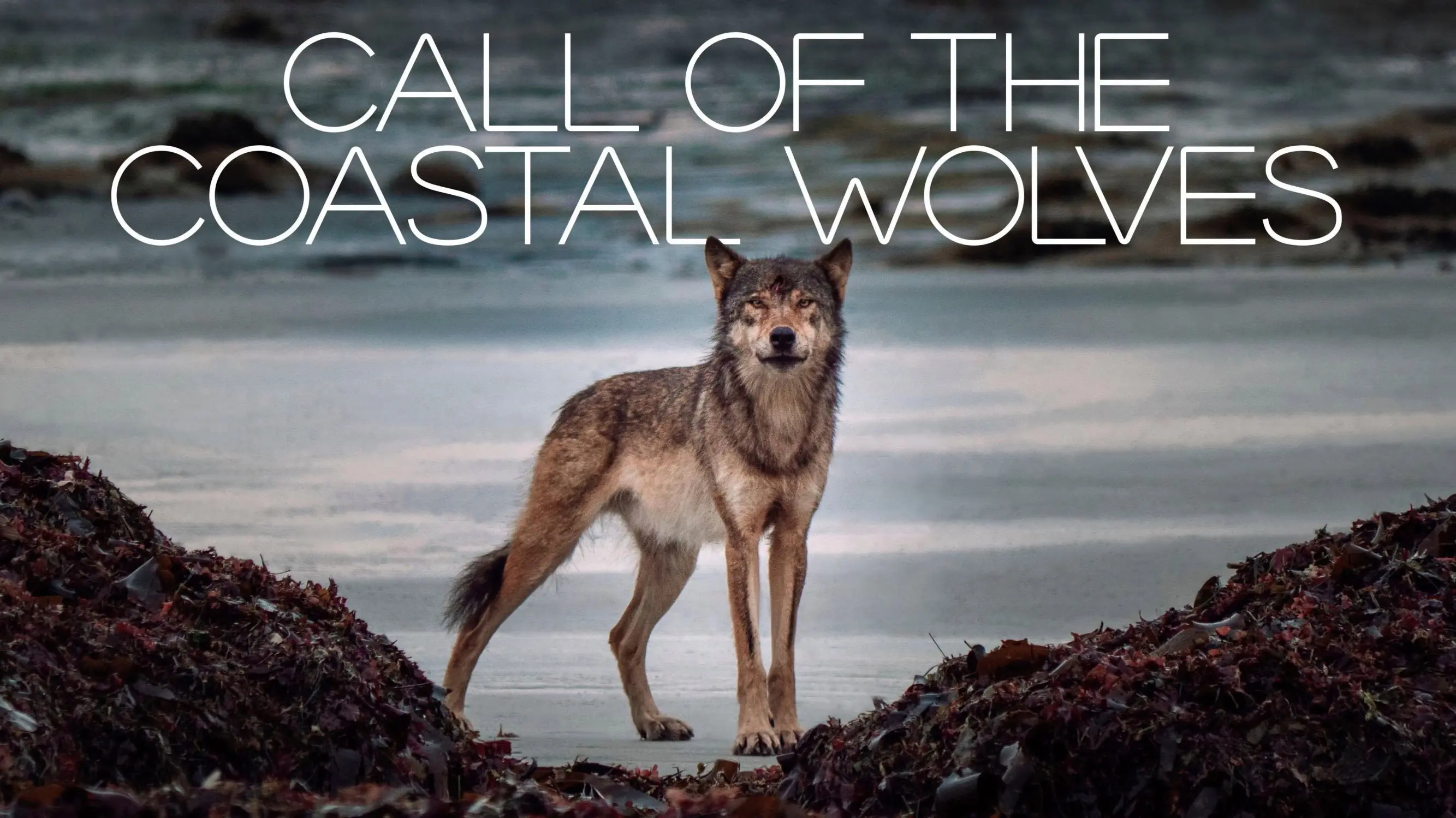 Call Of The Coastal Wolves backdrop