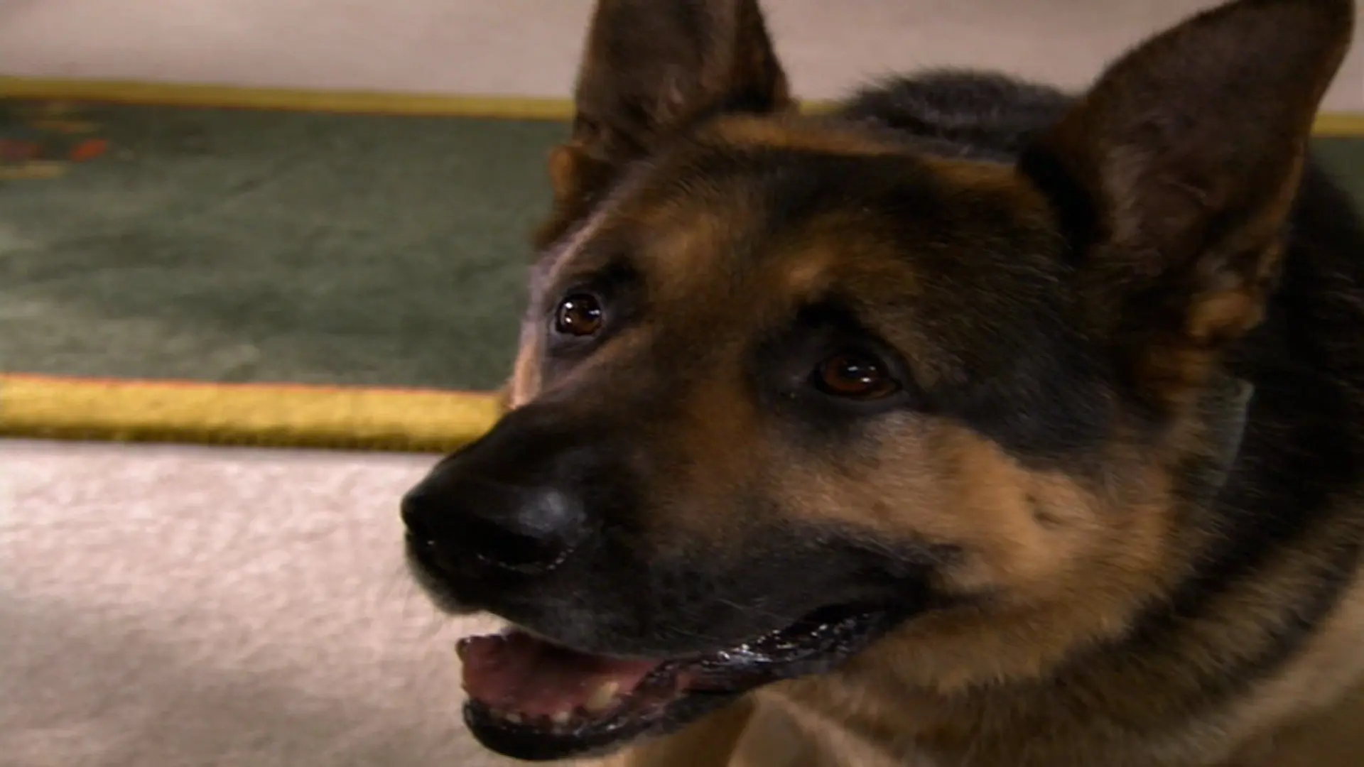 Ace of Hearts backdrop