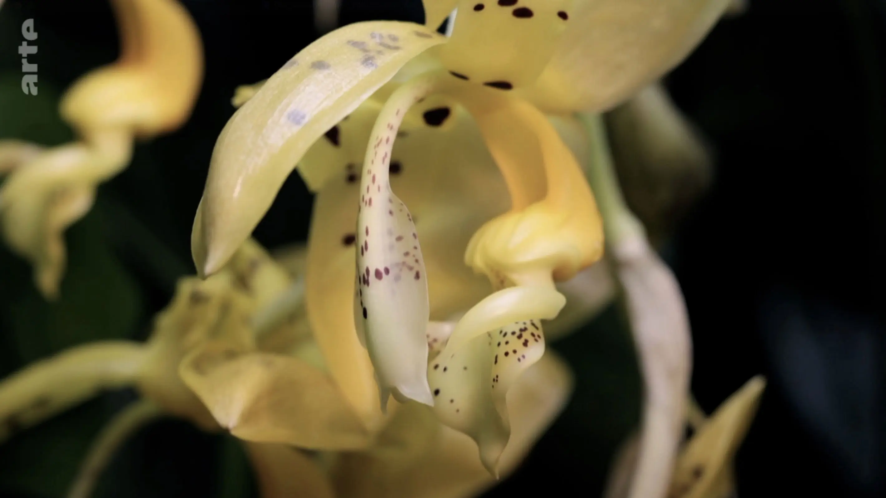 The amazing abilities of plants backdrop