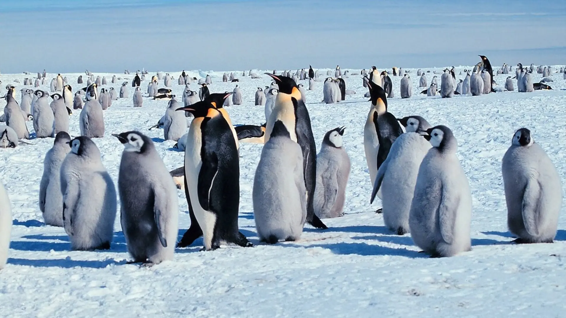 Life in the Freezer backdrop