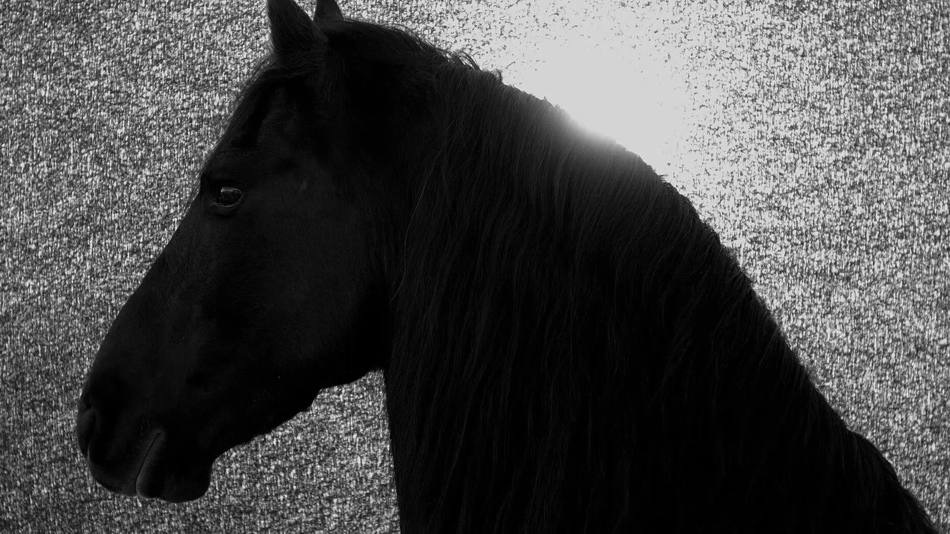 Absent Now the Dead backdrop