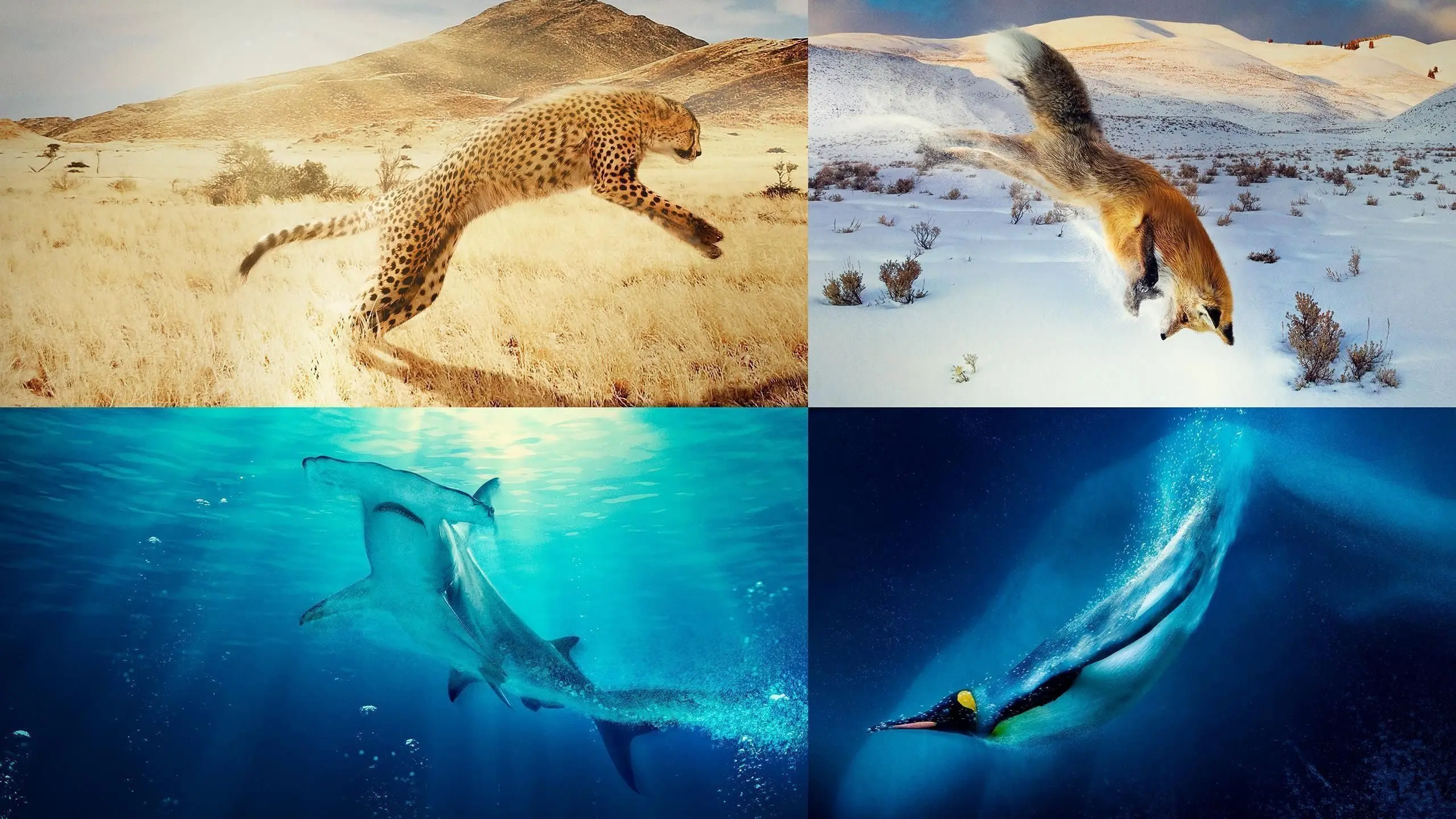 A Year on Planet Earth backdrop