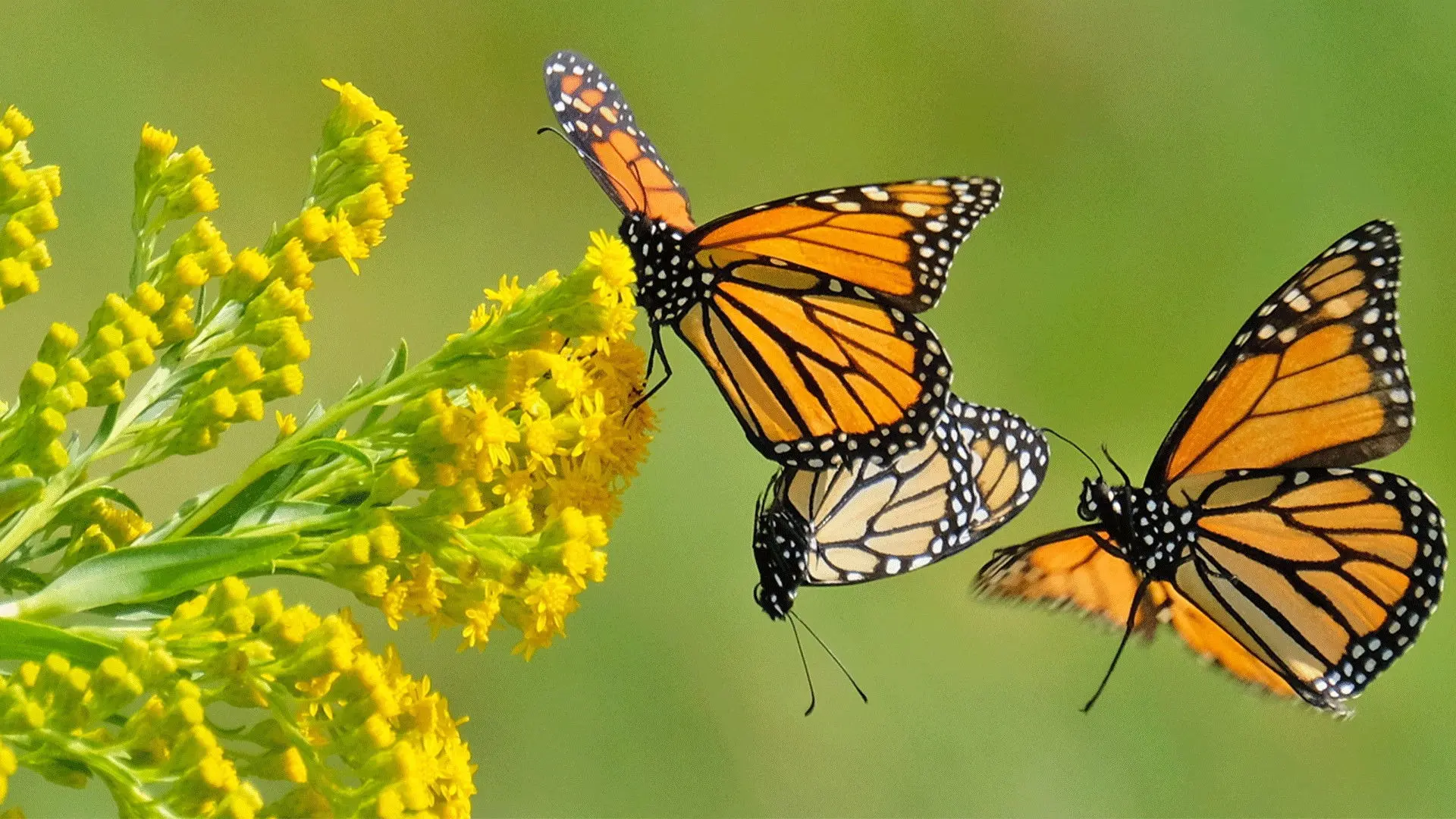 Beauty on the Wing: Life Story of the Monarch Butterfly backdrop
