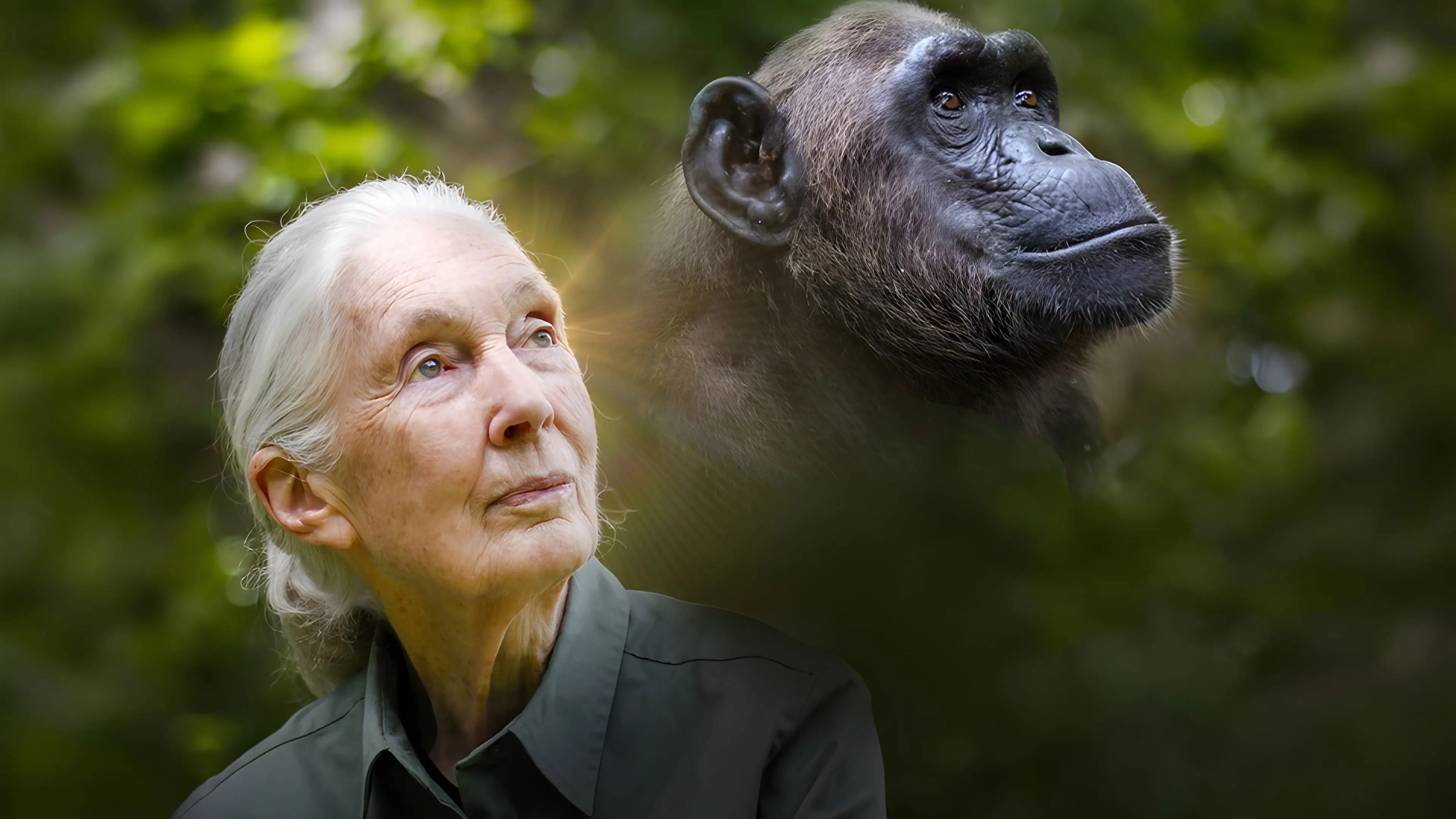 Rescued Chimpanzees of the Congo with Jane Goodall backdrop