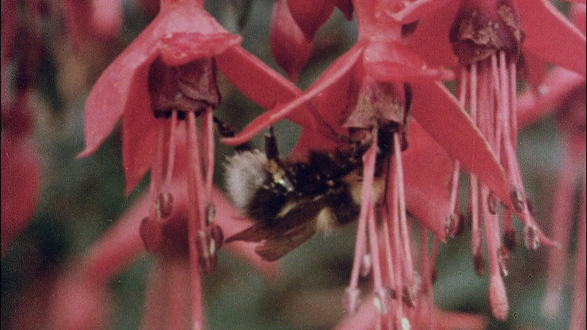 The Quiet Land backdrop