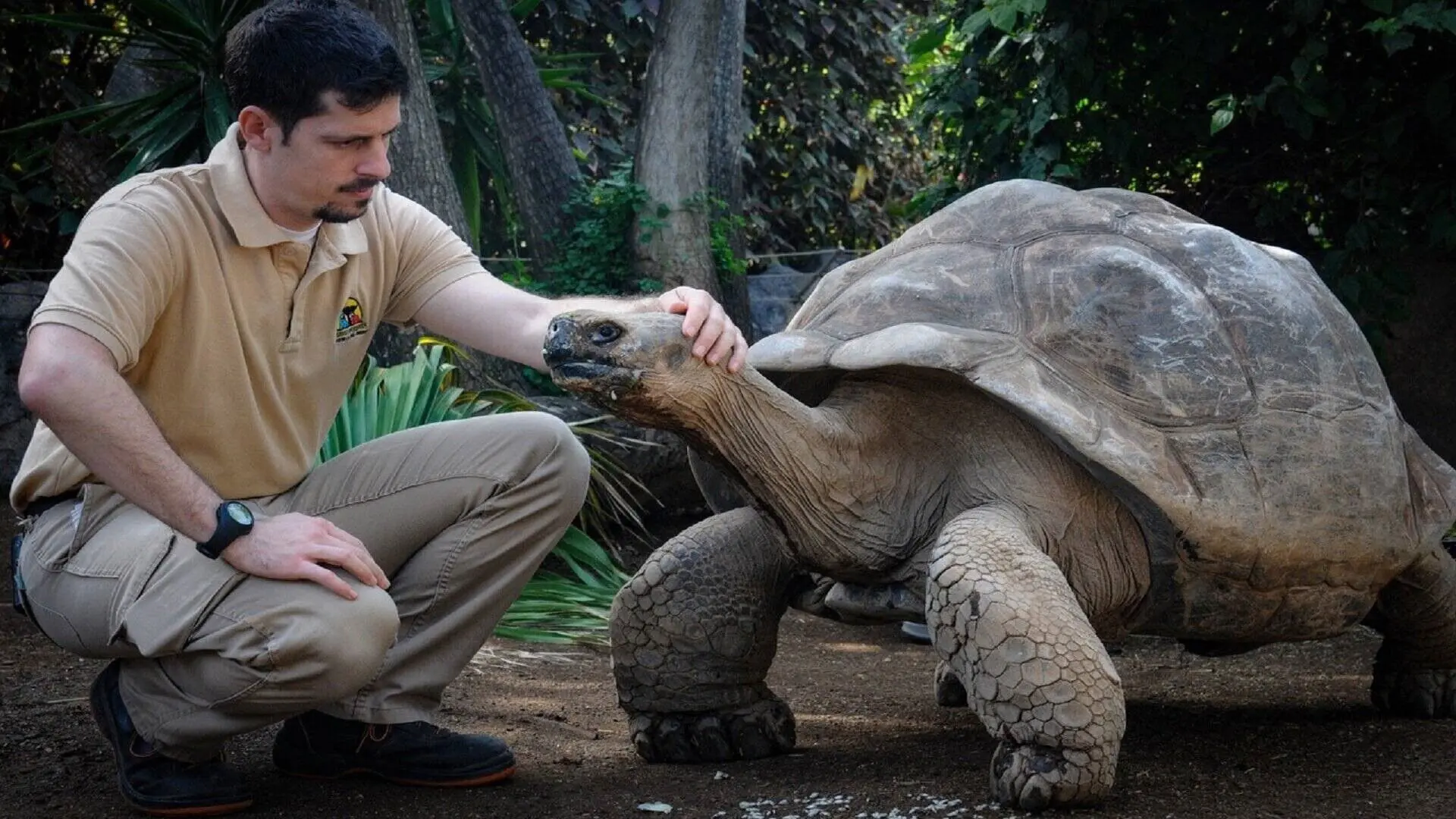 Animal Embassy backdrop