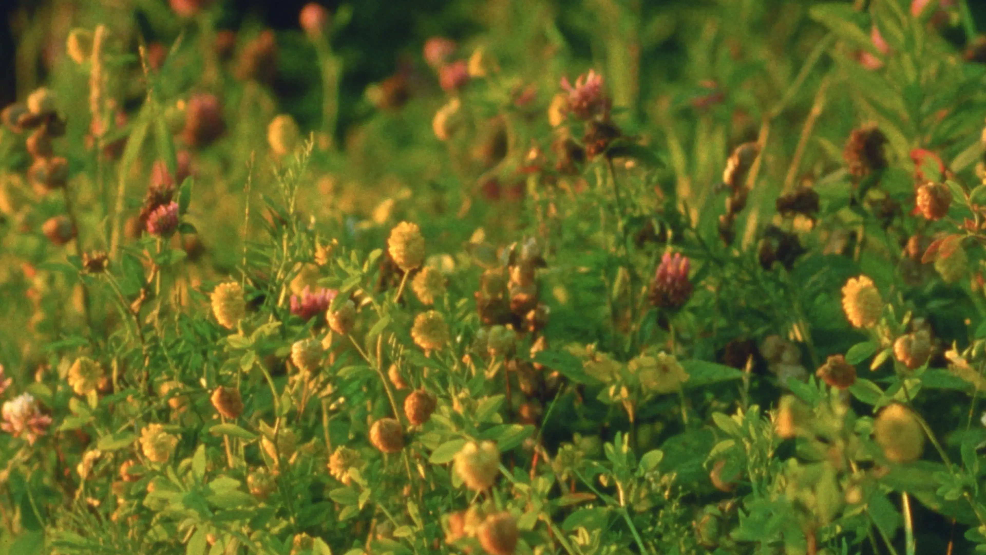 Small Mountains backdrop