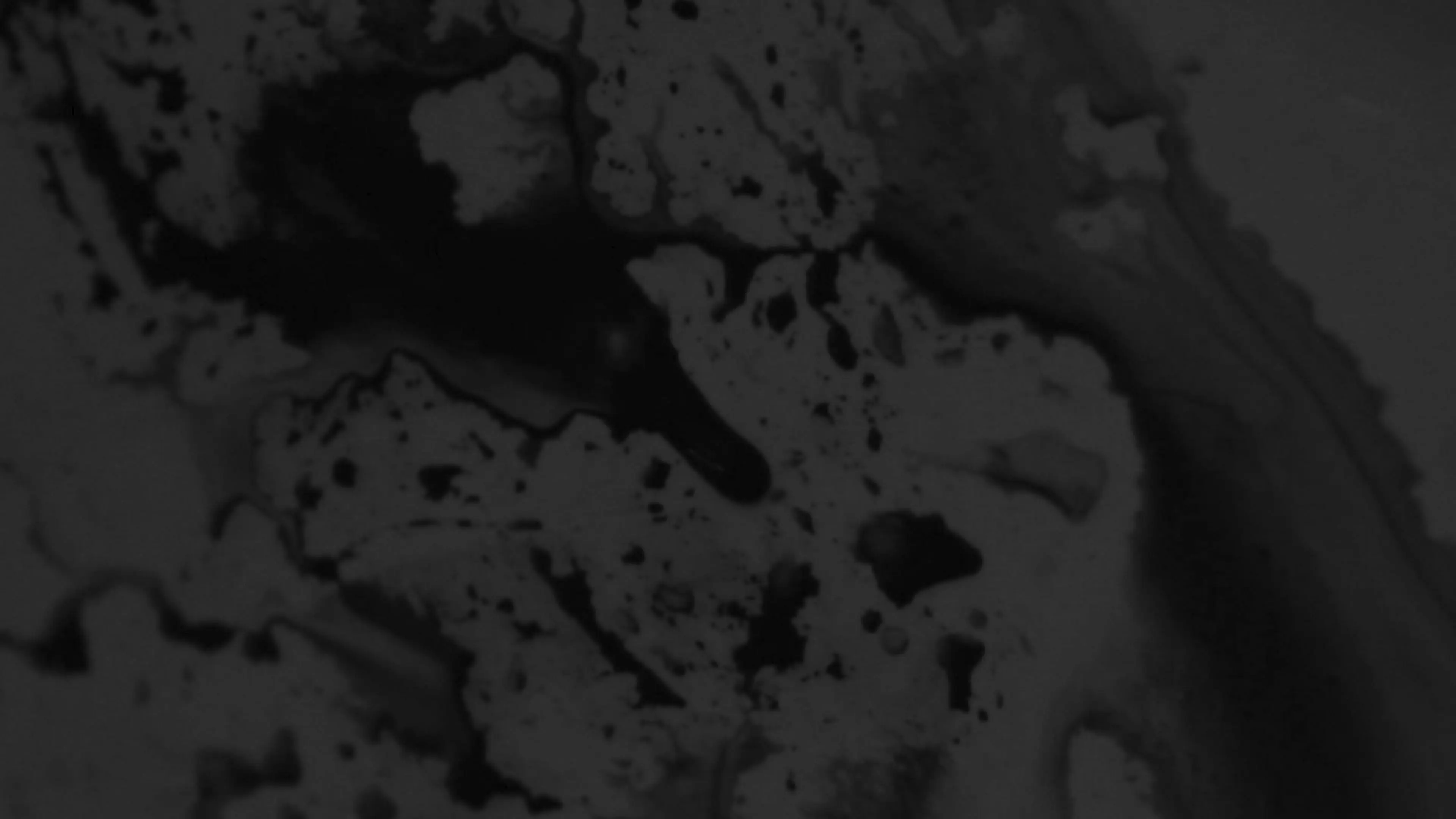 I Can’t Bear the Vanishing Gentleness of This World backdrop