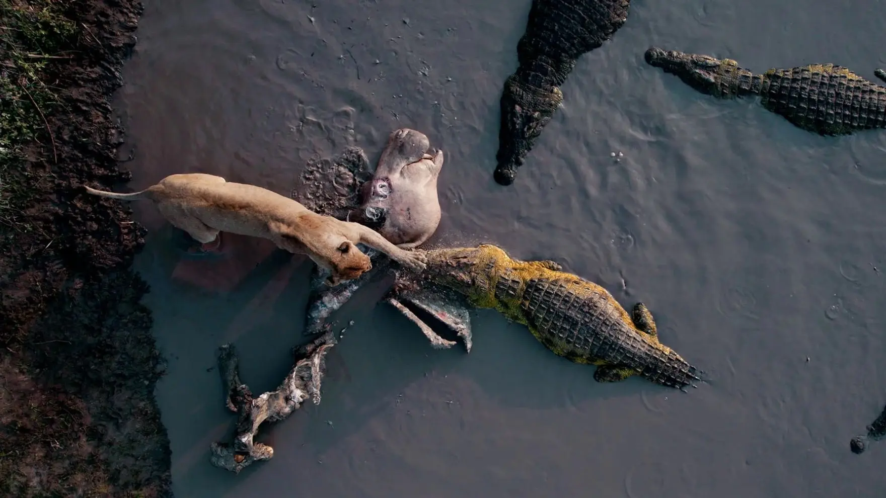 Katavi Africa's Fallen Paradise backdrop