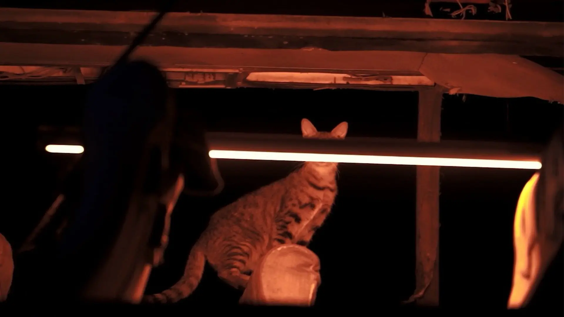 Summer, City and a Camera backdrop