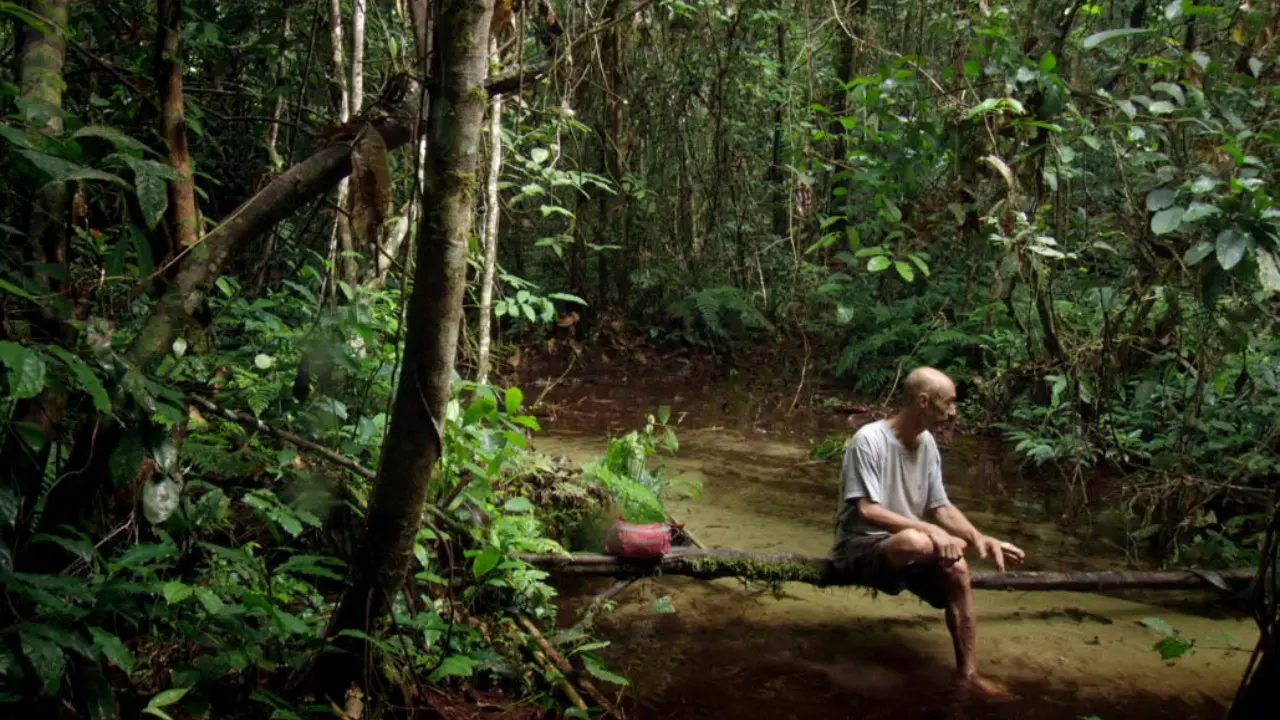 Song from the Forest backdrop