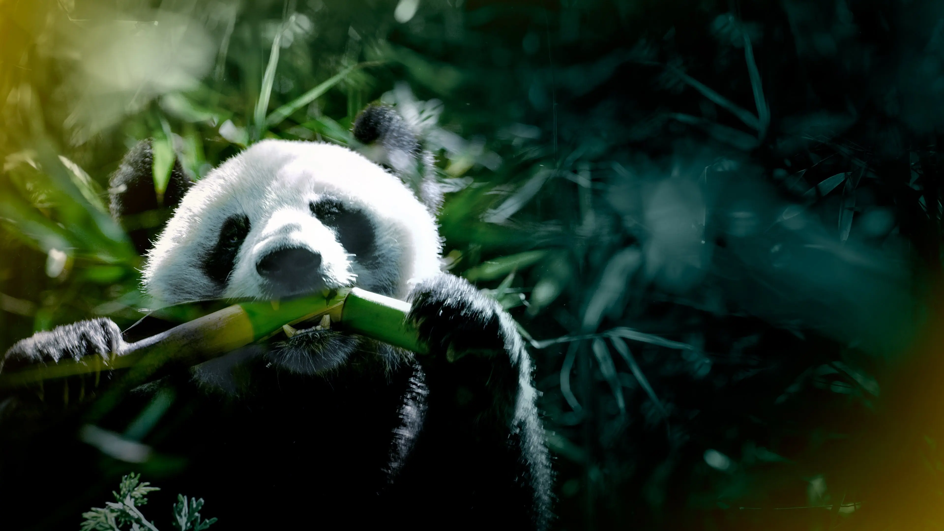 The Hidden Kingdoms of China backdrop