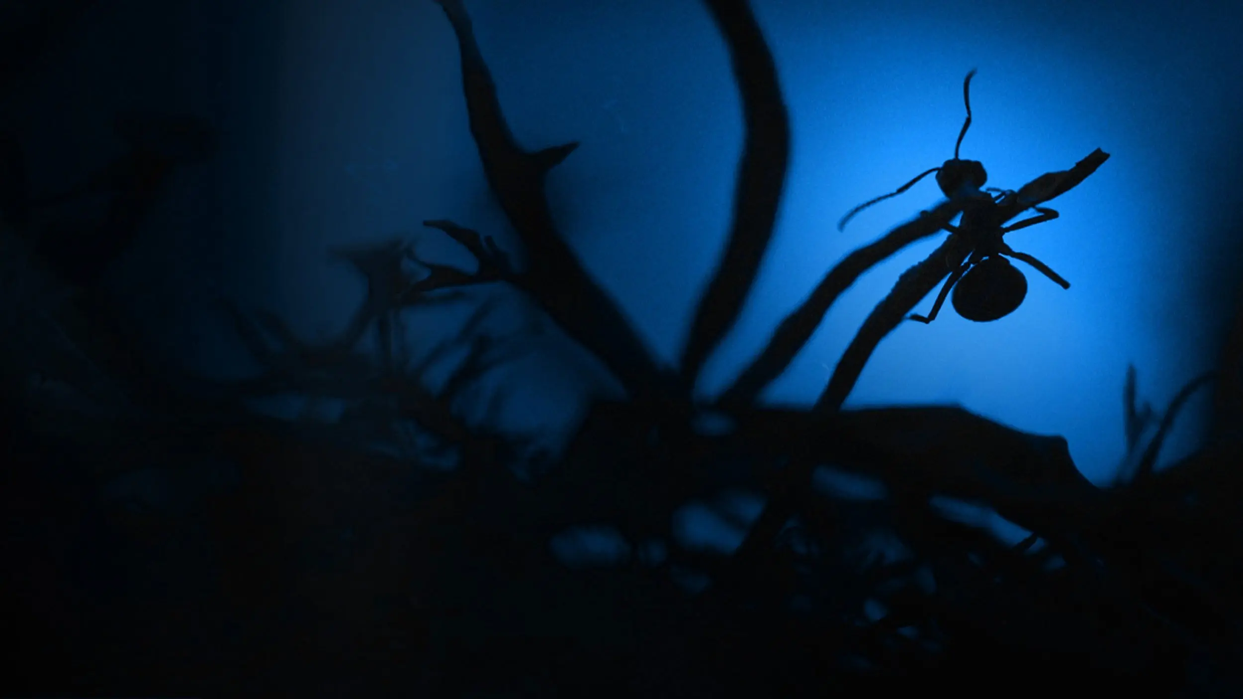 Le Royaume des fourmis backdrop