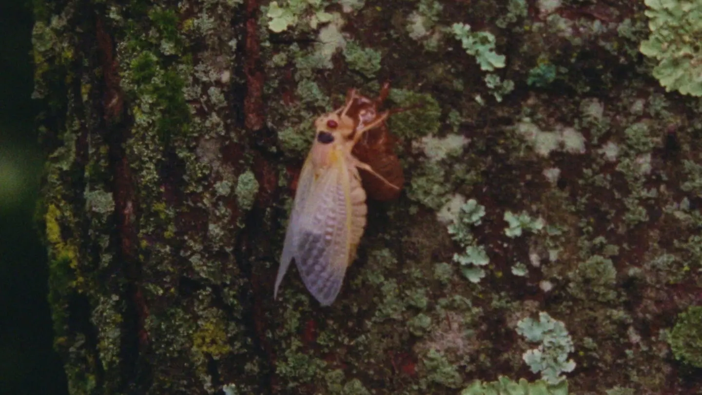 Eastern Anthems backdrop