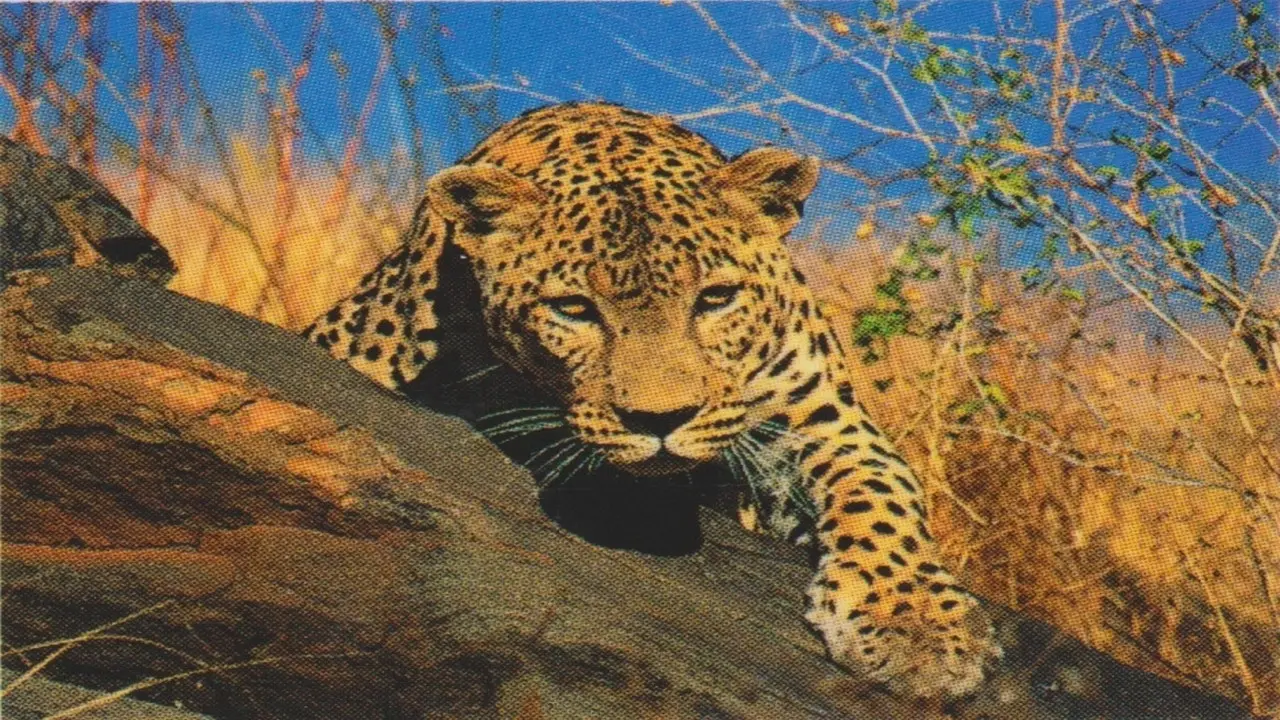 Natural Killers Predators Close Up: Kalahari Supercat backdrop