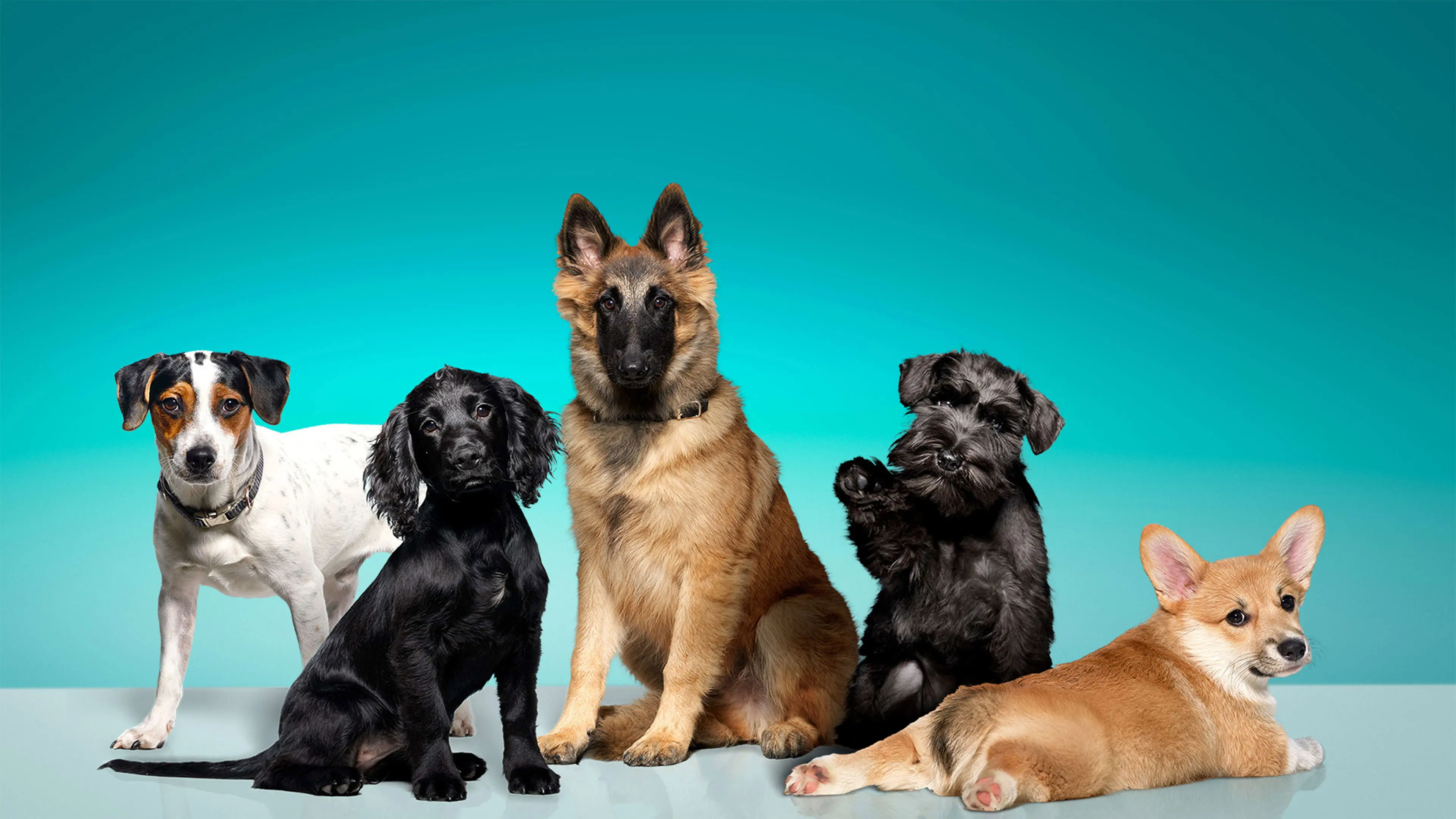 The Puppy School backdrop