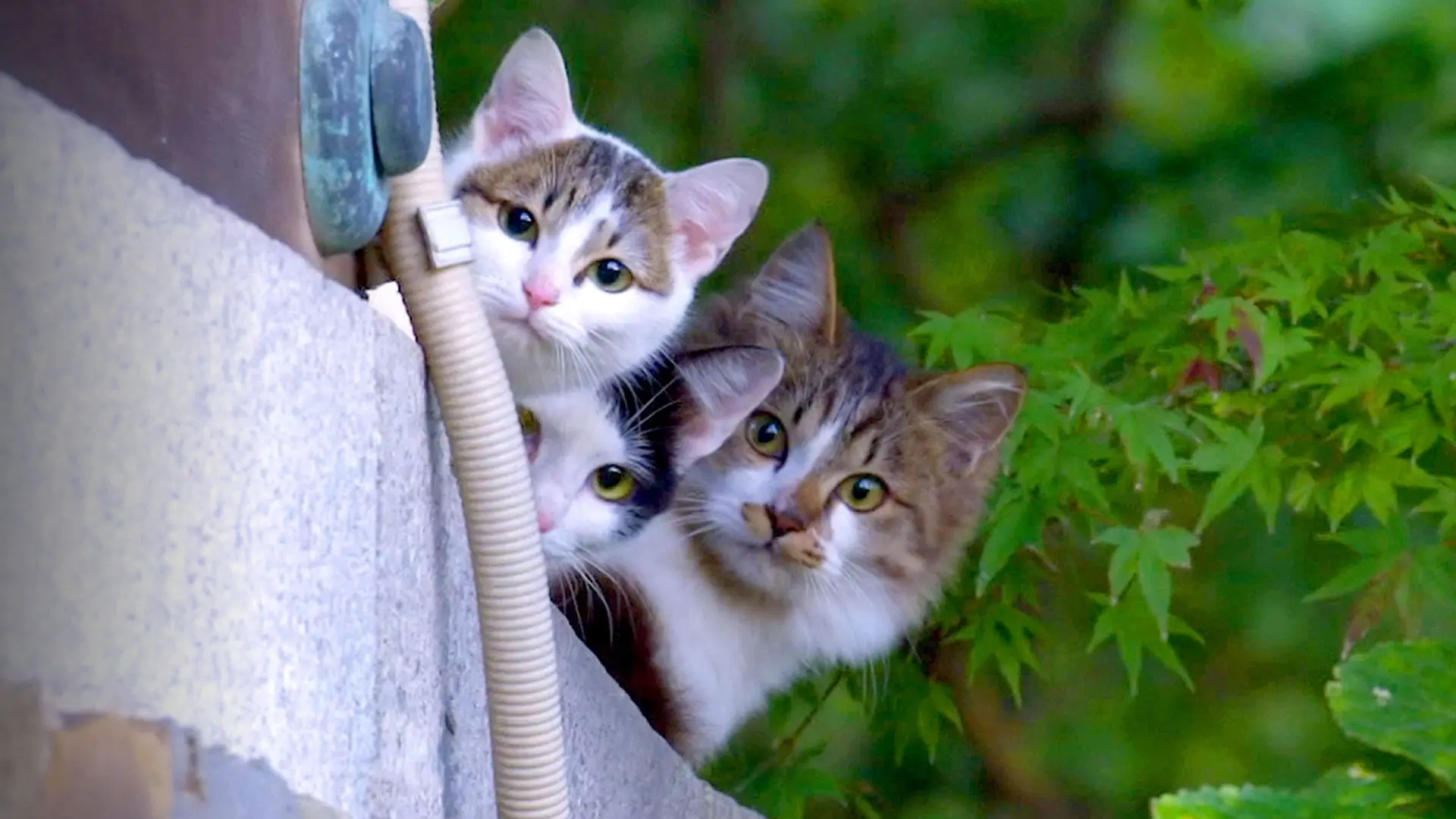 A Cat's-Eye View of Japan backdrop
