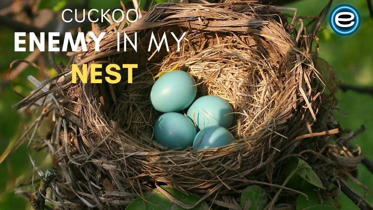 Cuckoo: The Enemy In My Nest backdrop