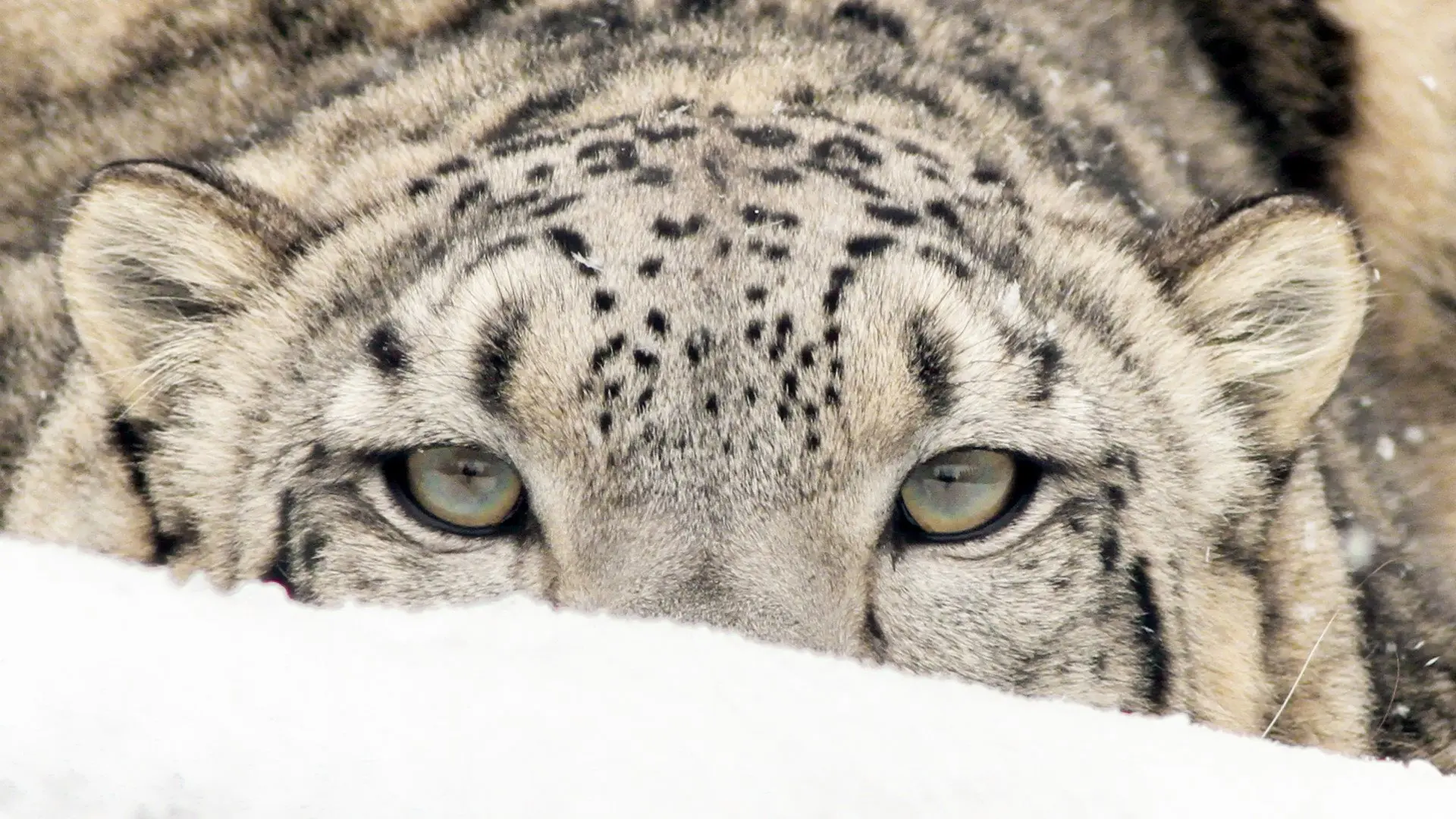 Spirit of the Mountains backdrop