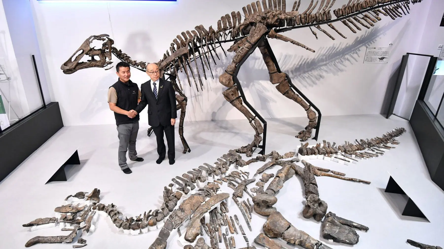 Discovery of the Century — The Great Dinosaur of Japan backdrop