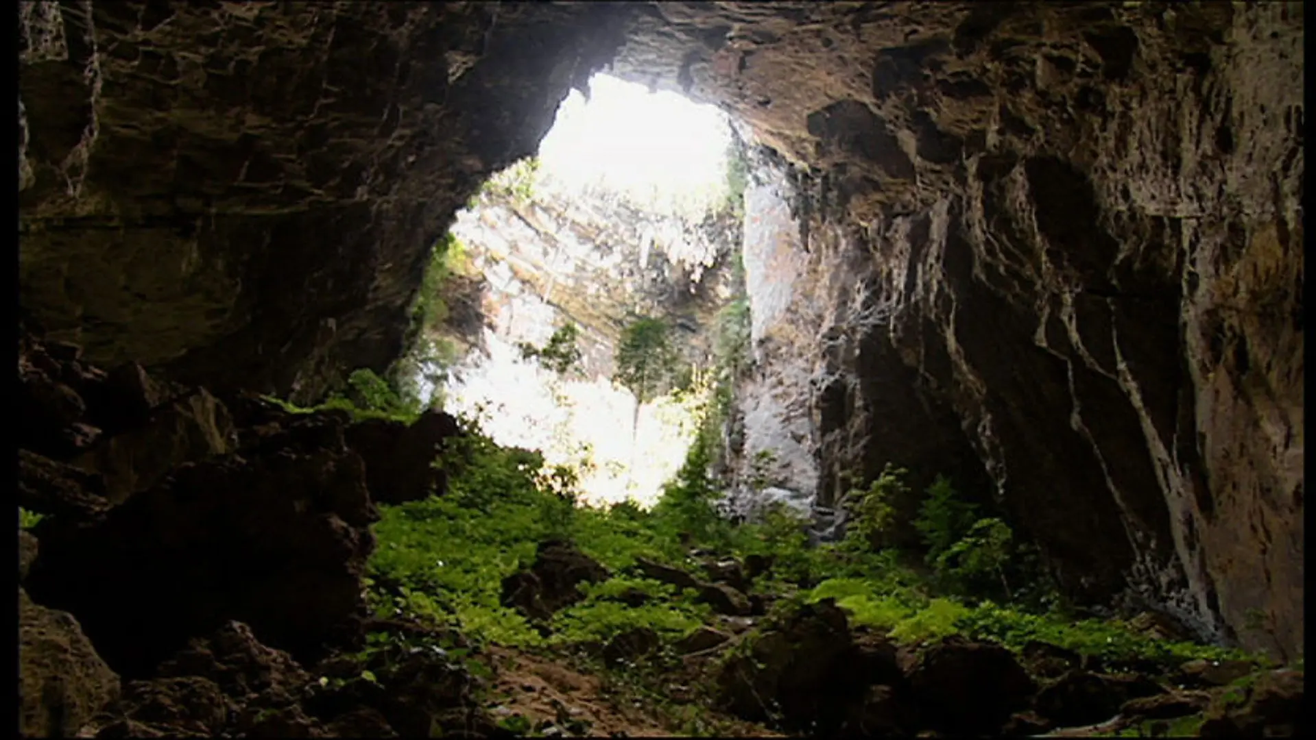 Expedition Borneo backdrop