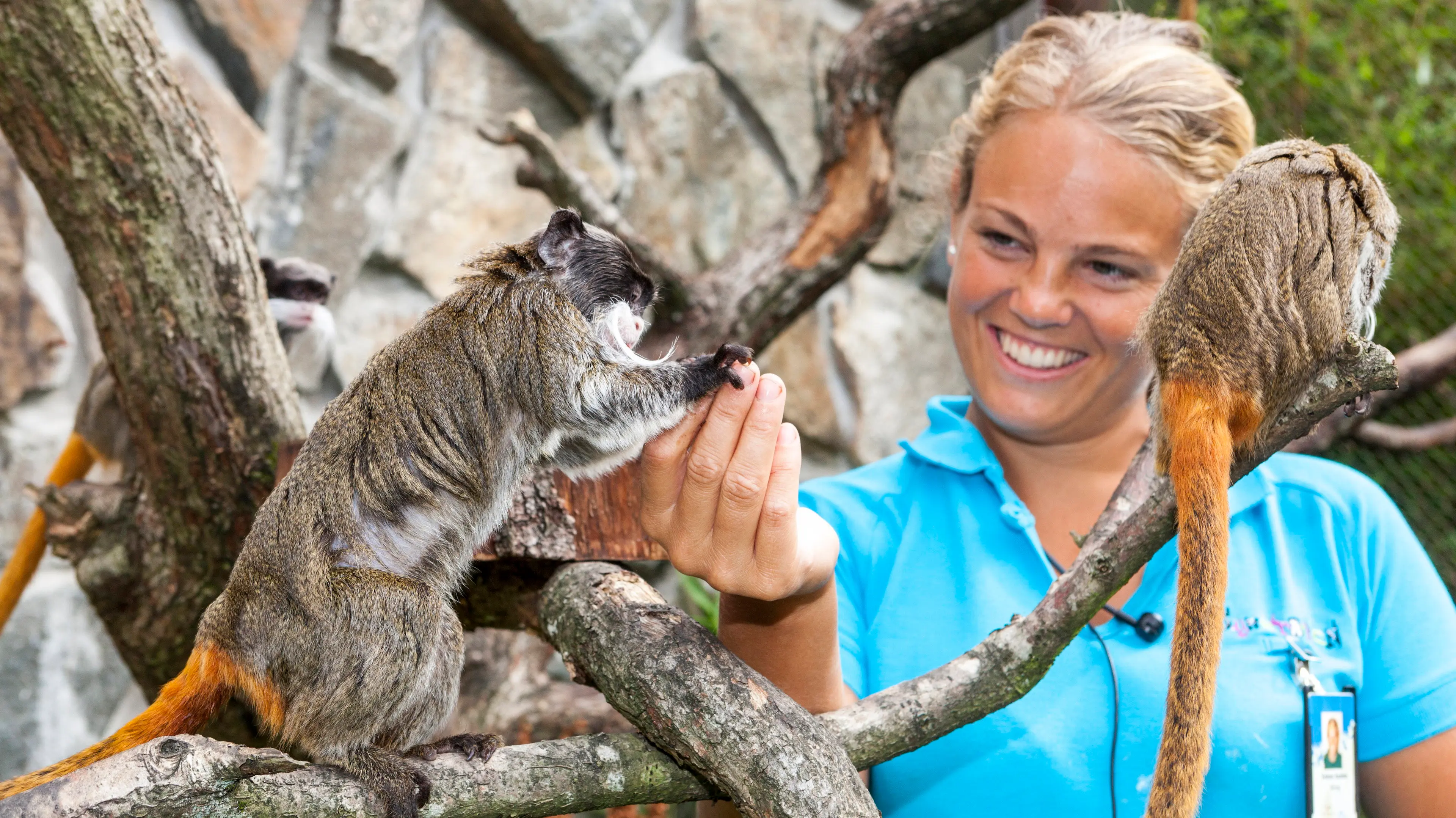 Dyrepasserne backdrop