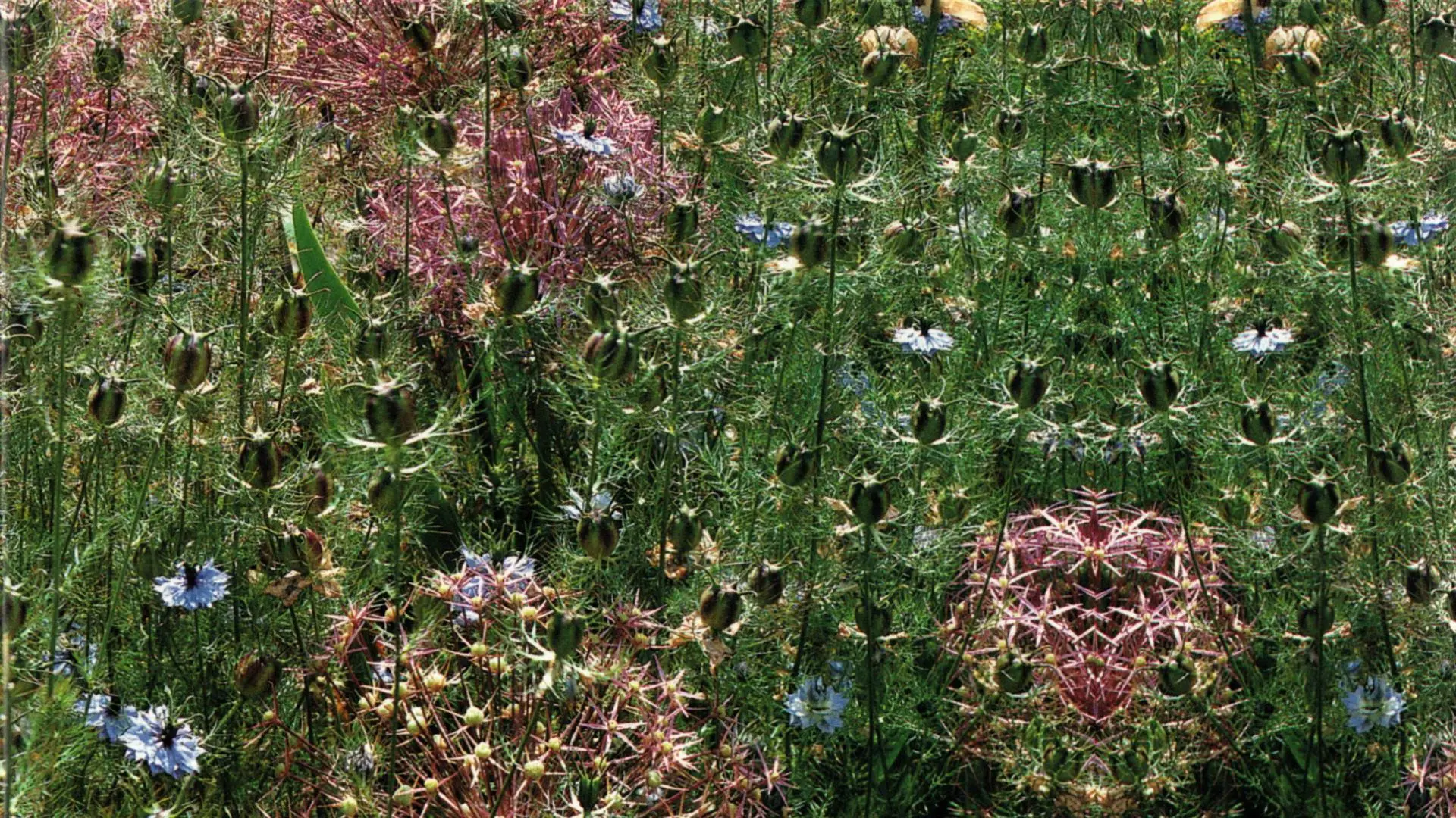 Gardens of the World with Audrey Hepburn backdrop