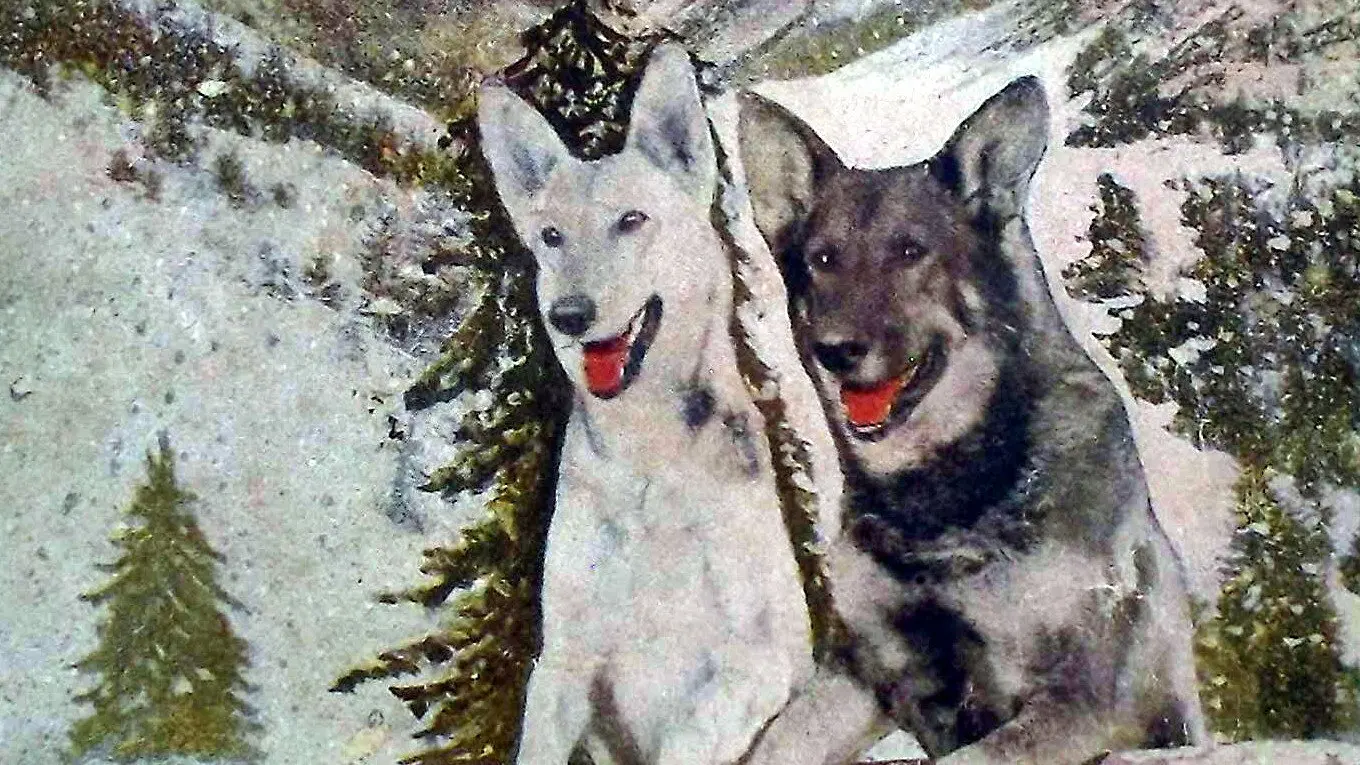 A Hero of the Big Snows backdrop