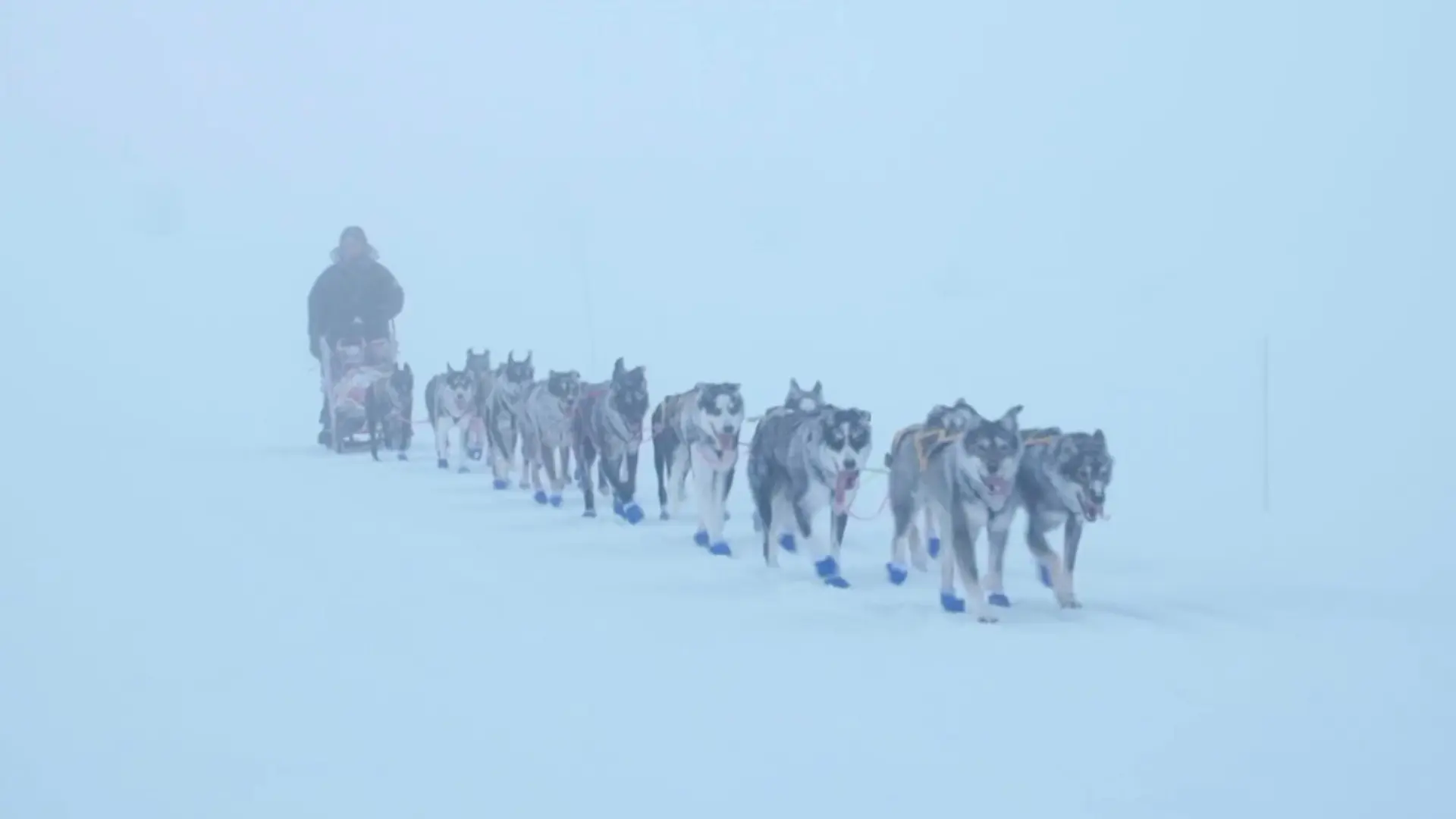 Monsen and the dogs backdrop