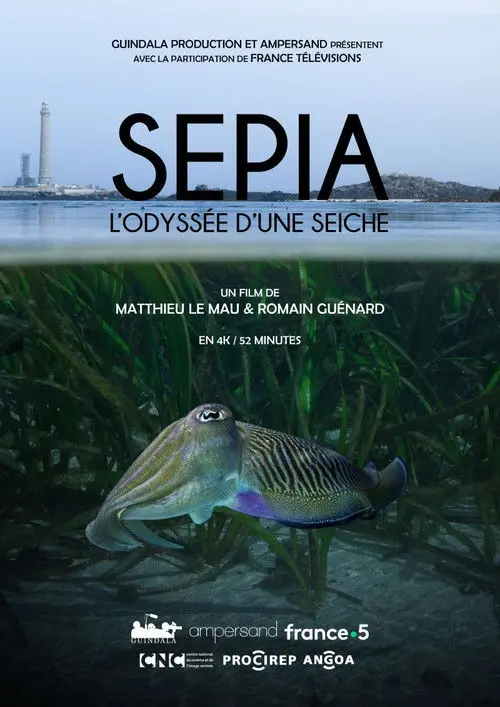 Sépia, l'odyssée d'une seiche