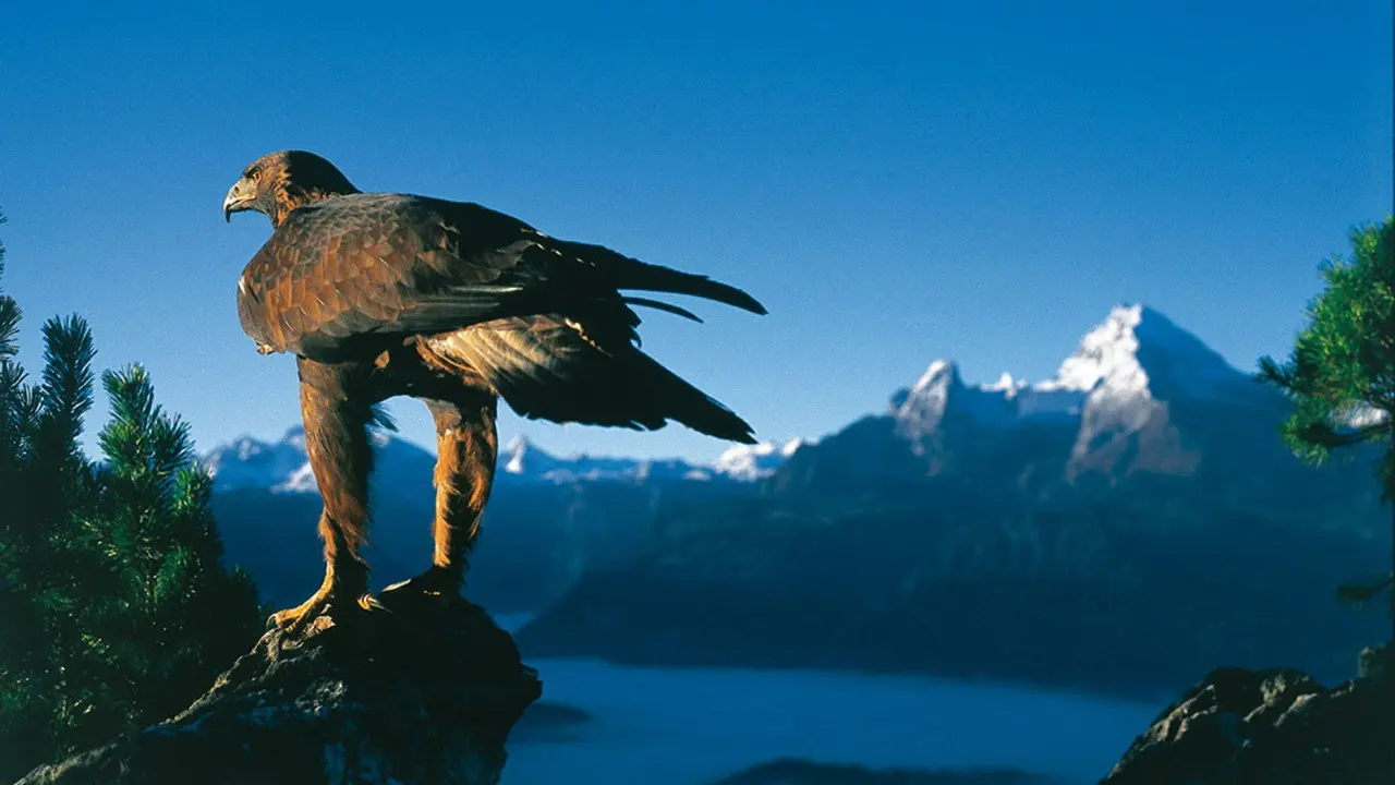 Wild Germany backdrop