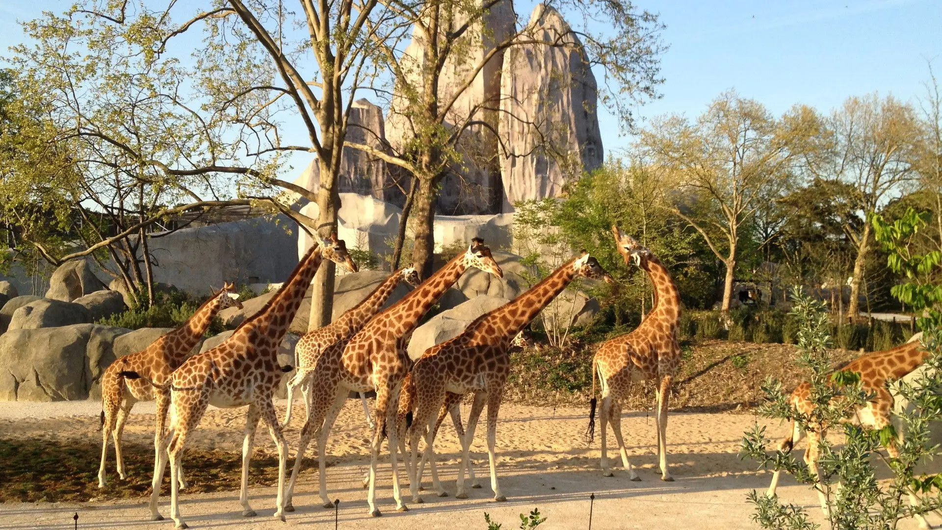 Paris Zoo: An Insider's View backdrop