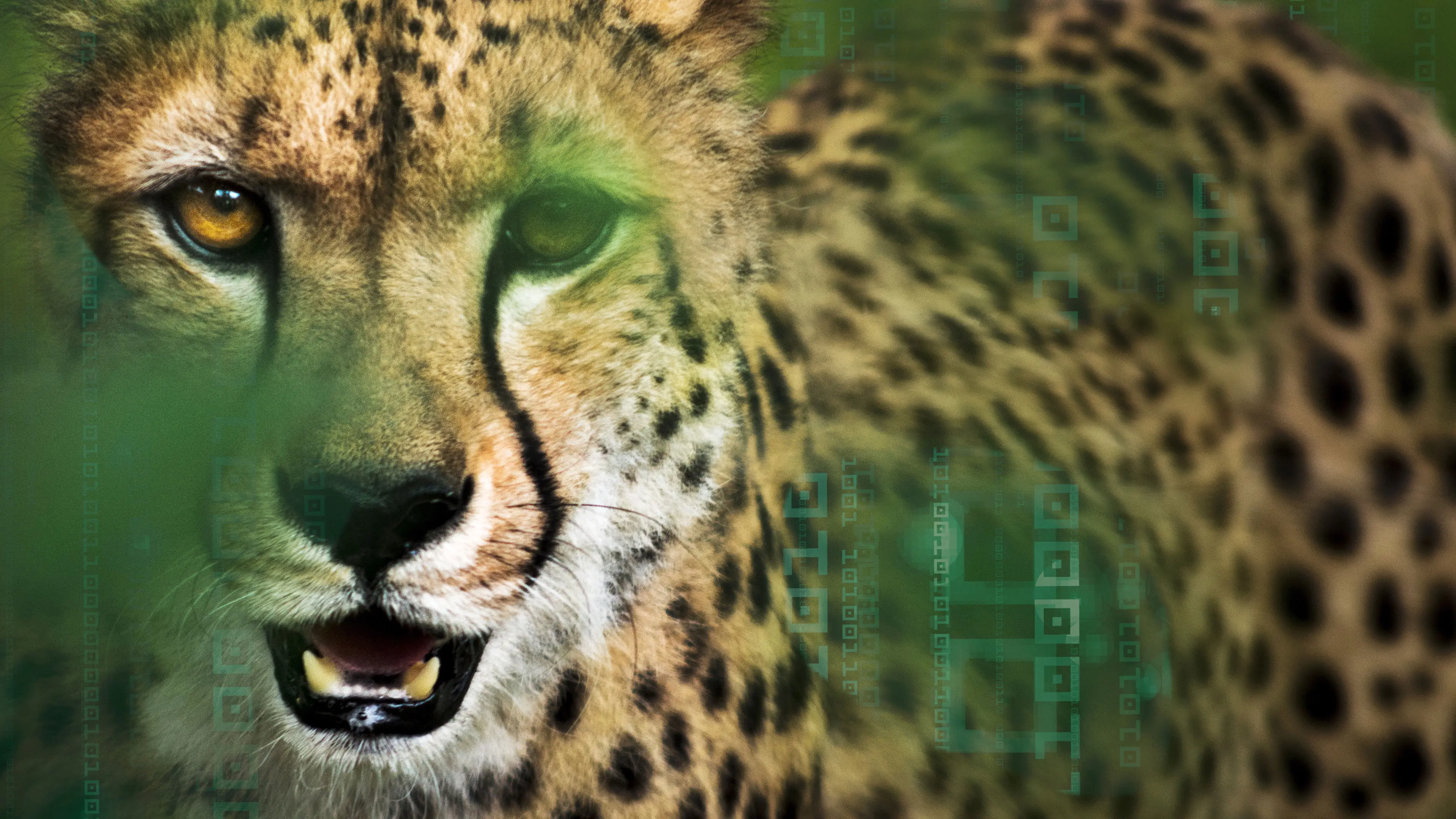 Hacking the Wild backdrop