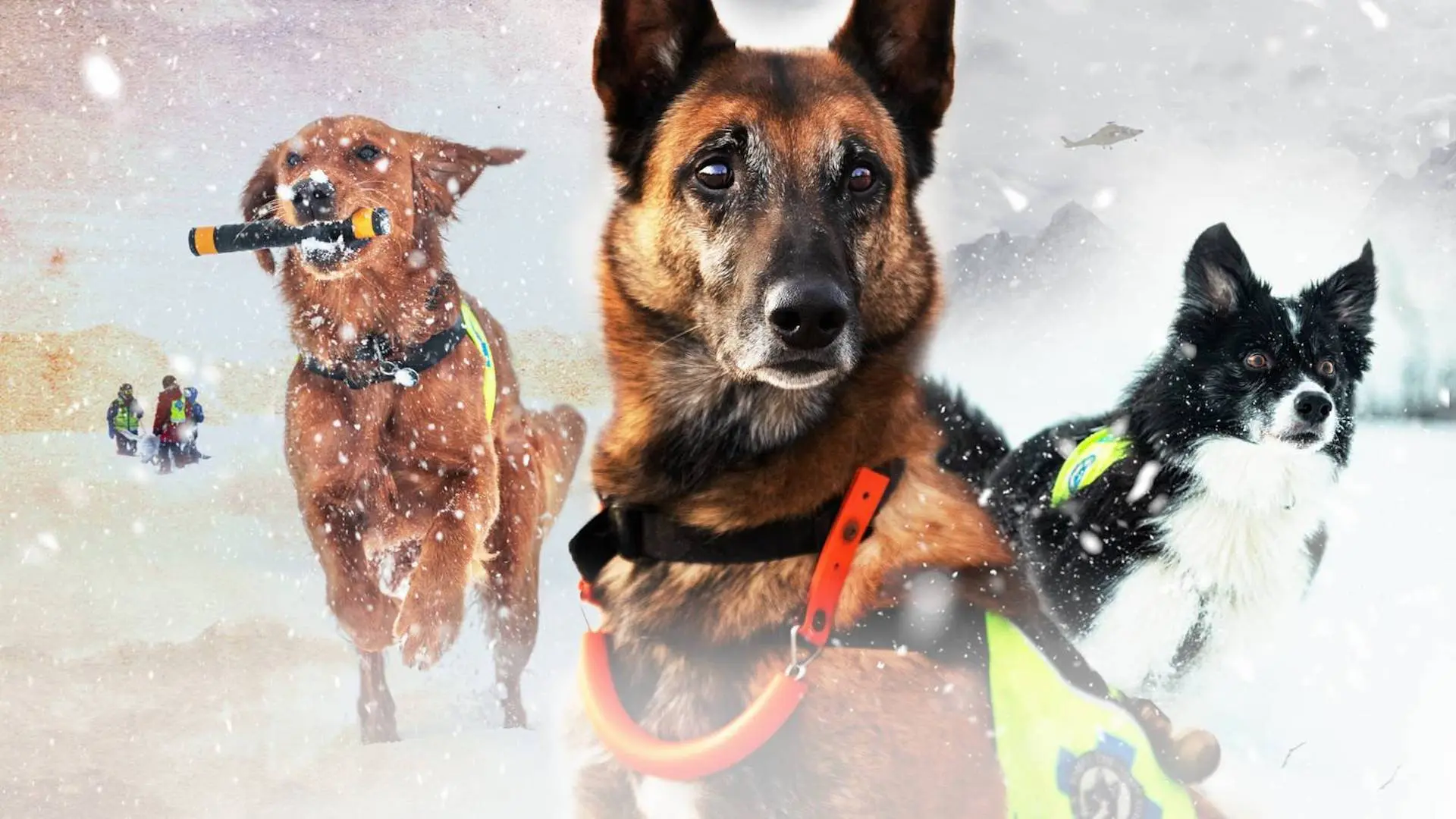 Redningshundene backdrop