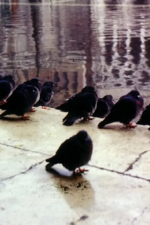 City by the Sea, or how to survive in Venice